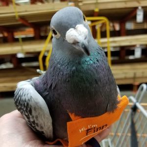 Meet your Posher, Rose